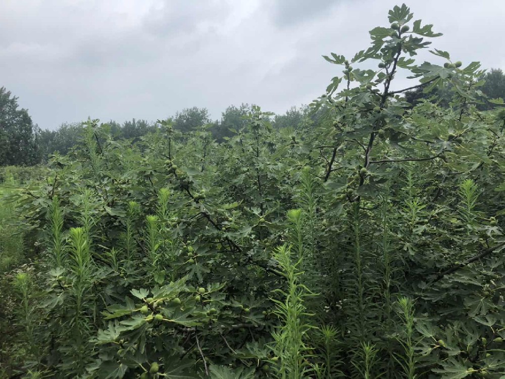 某果園價值評估